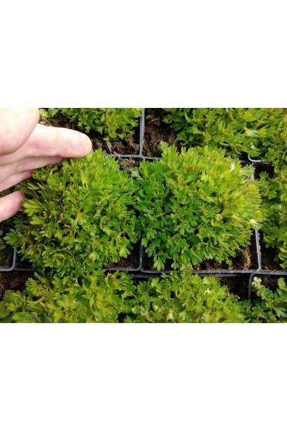 Ломикамень Марто Роуз саженец Р9/0,5 л